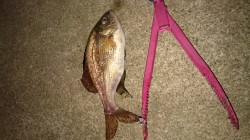 神戸空港メバリングでメバル・ガシラ・ウミタ…