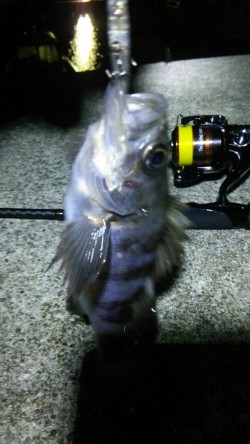 釣り初めに尾崎漁港でプラッキング　宙層～ボ…