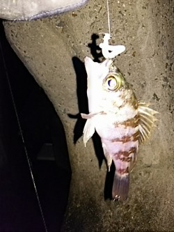 樽井漁港周辺にてメバリング　メバルのサイズ…