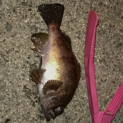 助松埠頭周辺でメバル・ガシラ　ピンク系のワ…