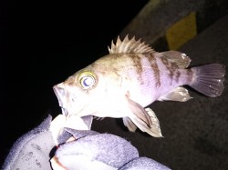 佐野周辺にてアジング　アジ・メバルをキャッ…