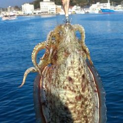 那智堤防　エギングでコウイカ3バイ釣れました