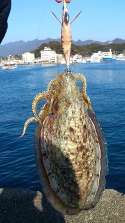 那智堤防　エギングでコウイカ3バイ釣れました