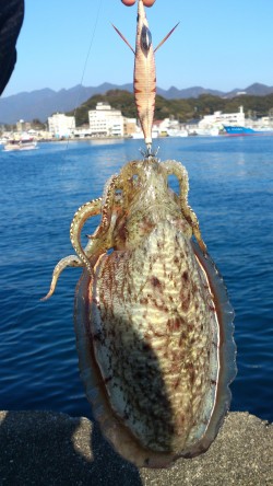 那智堤防　エギングでコウイカ3バイ釣れまし…