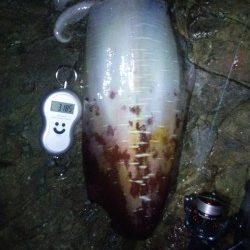 見老津　エギングでアオリイカ3185g★黒潮モンスターゲッツ(σﾟ∀ﾟ)σ