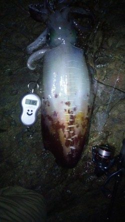 見老津　エギングでアオリイカ3185g★黒潮モンスターゲッツ(σﾟ∀ﾟ)σ
