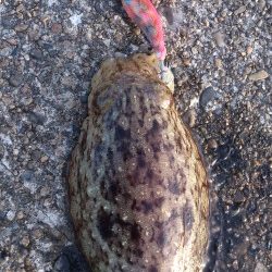 那智堤防　エギングでコウイカ3バイ釣れました