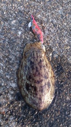 那智堤防　エギングでコウイカ3バイ釣れました
