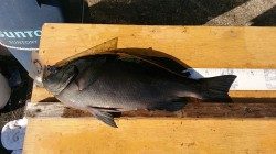 串本・萩尾の磯　大イナヤ、小イナヤにて良型グレの釣果