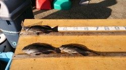 渡船を利用してフカセ釣り　グレ好釣