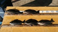 大平瀬、灘のコーデでのオキアミフカセ釣果