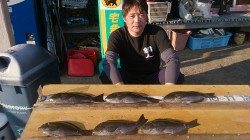 萩尾の磯でオキアミフカセ　グレが釣れています