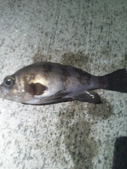 りんくう　かぶらでメバル連発 JH単体でタ…