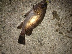 箱作にてメバリング　ボトムでチビメバルとガ…