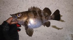 初釣りは須磨周辺にてメバリング　中層～ボト…