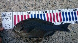 萩尾　カゴ釣りでグレ・カワハギ　ヤエンでアオリイカの釣果