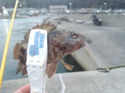 椿地磯にてフカセ・ボイル　グレ4枚