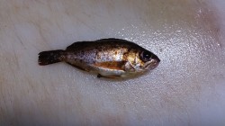 とっとパーク小島　サビキで何とかメバルゲッ…