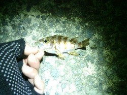 洲本周辺メバリング　ガシラ３匹連続ゲットの…