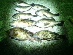 箱作にてメバル28匹・ガシラ・ソイ　表層を…