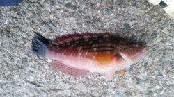 マリーナシティ海洋釣り堀　ミニキビナゴ＆アオイソメでマダイ好釣