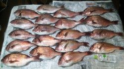 マリーナシティ海洋釣り堀　ミニキビナゴ＆アオイソメでマダイ好釣