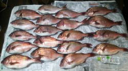 マリーナシティ海洋釣り堀　ミニキビナゴ＆ア…