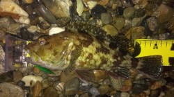 塩屋海岸 ゴロタへ初釣り、浅場でメバル&a…