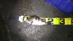 田尻漁港でタケノコメバル　コンビナート横の…