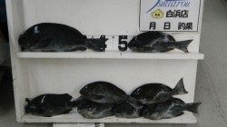 すさみ地磯で43ｃｍまでのグレ8枚