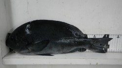 すさみ地磯で43ｃｍまでのグレ8枚