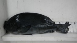 すさみ地磯で43ｃｍまでのグレ8枚