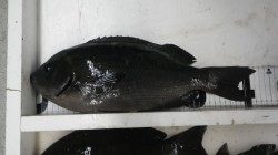 袋地磯でフカセ釣りにてグレ42.5cm