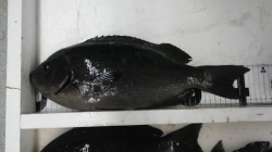 袋地磯でフカセ釣りにてグレ42.5cm