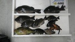 袋地磯でフカセ釣りにてグレ42.5cm