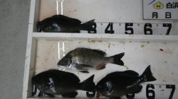 椿地磯のフカセ釣りにてグレ・チヌの釣果