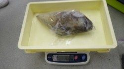 黒崎にてエギング　アオリイカ～2.21kgを頭に10杯☆