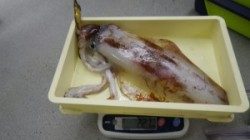 黒崎にてエギング　アオリイカ～2.21kgを頭に10杯☆