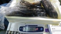 伊古木でのエギング釣果　アオリイカ 740g & 1.18kg & 1.8kg × 3杯