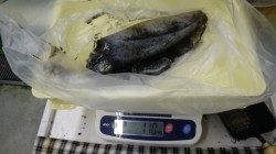 アオリイカ1.1kg　日置志原地磯にてヤエン釣りでの釣果
