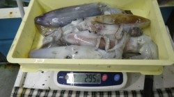 見草　ヤエンでのアオリイカ釣果　4杯で2950ｇ