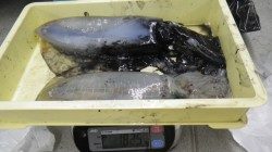 伊古木でアオリイカ　エギングで651ｇ & 1174ｇ