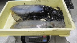 伊古木でアオリイカ　エギングで651ｇ &…