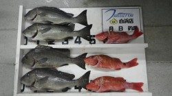 すさみ地磯にてズボ釣りでコロダイ4枚、50cm級の良型揃い！！