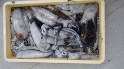 椿地磯　ヤエン釣りでのアオリイカ釣果、アジ15匹で16杯釣れちゃいました☆