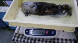 椿地磯　ヤエン釣りでのアオリイカ釣果、アジ15匹で16杯釣れちゃいました☆