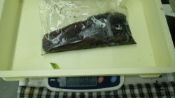 伊古木にてエギング　アオリイカ600gをキ…