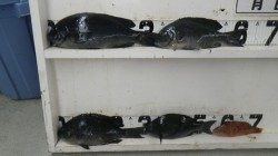 椿地磯にてフカセ・ボイル　グレ4枚