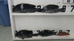 椿地磯にてフカセ・ボイル　グレ4枚