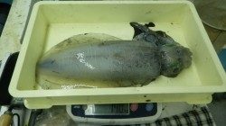 白浜町椿にてヤエン釣り　アジ16匹で16パイ皆取り☆